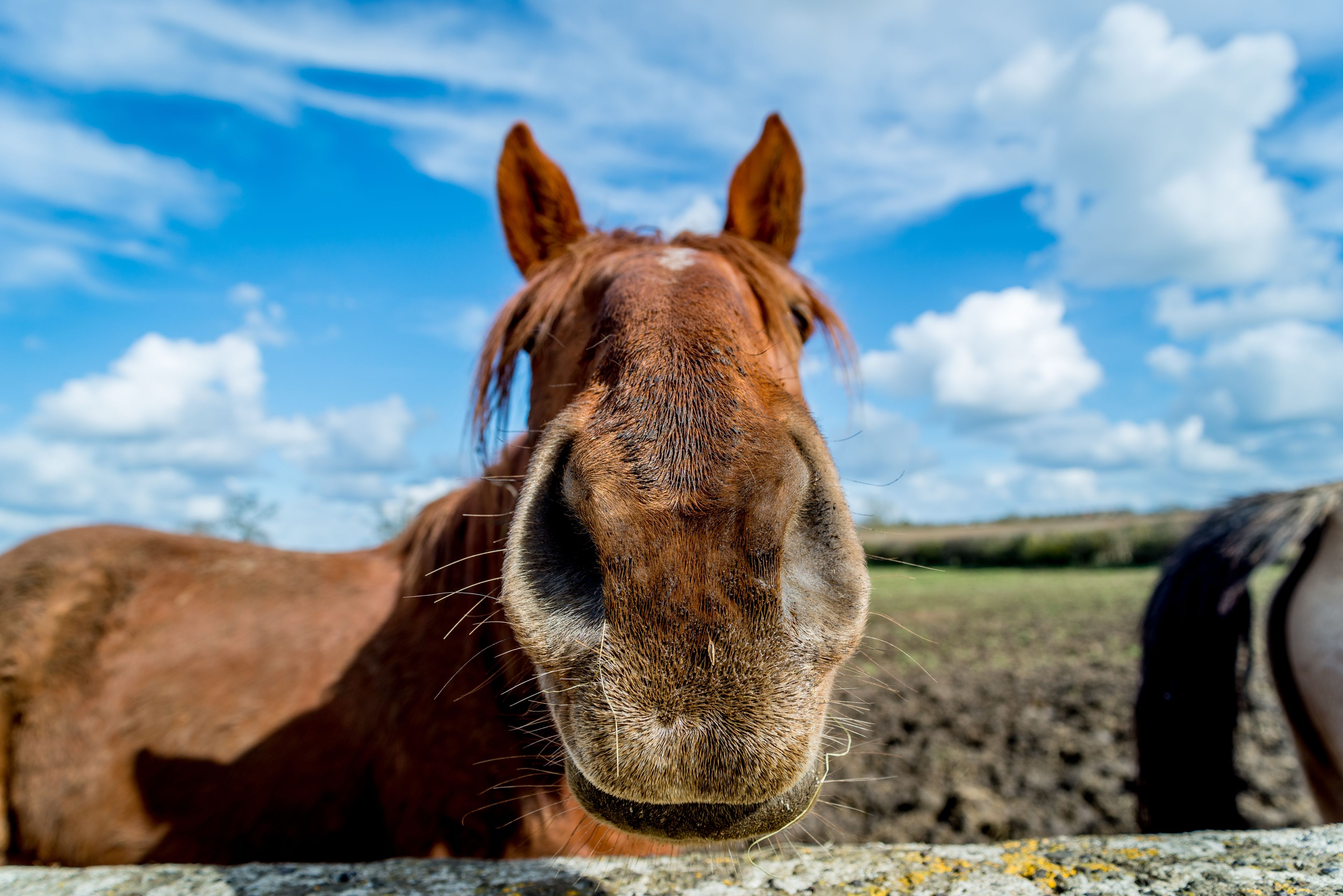 A horse